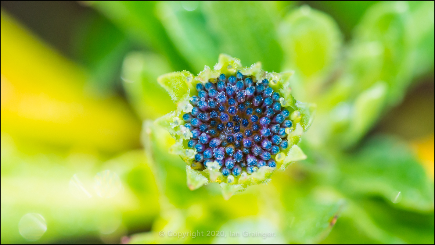 Frosty Osteospermum