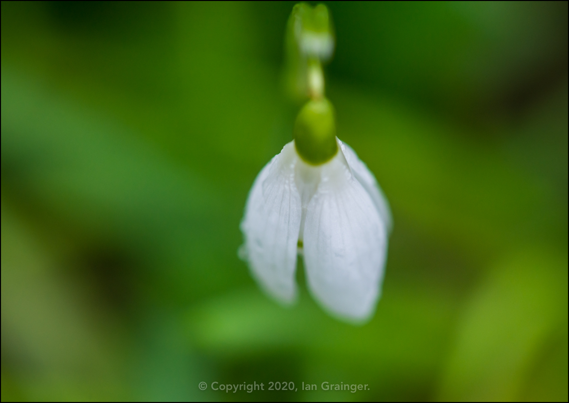 Single Snowdrop