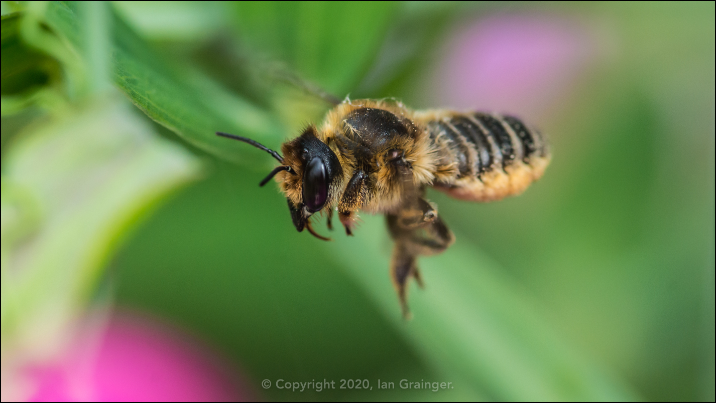 Fly Bee