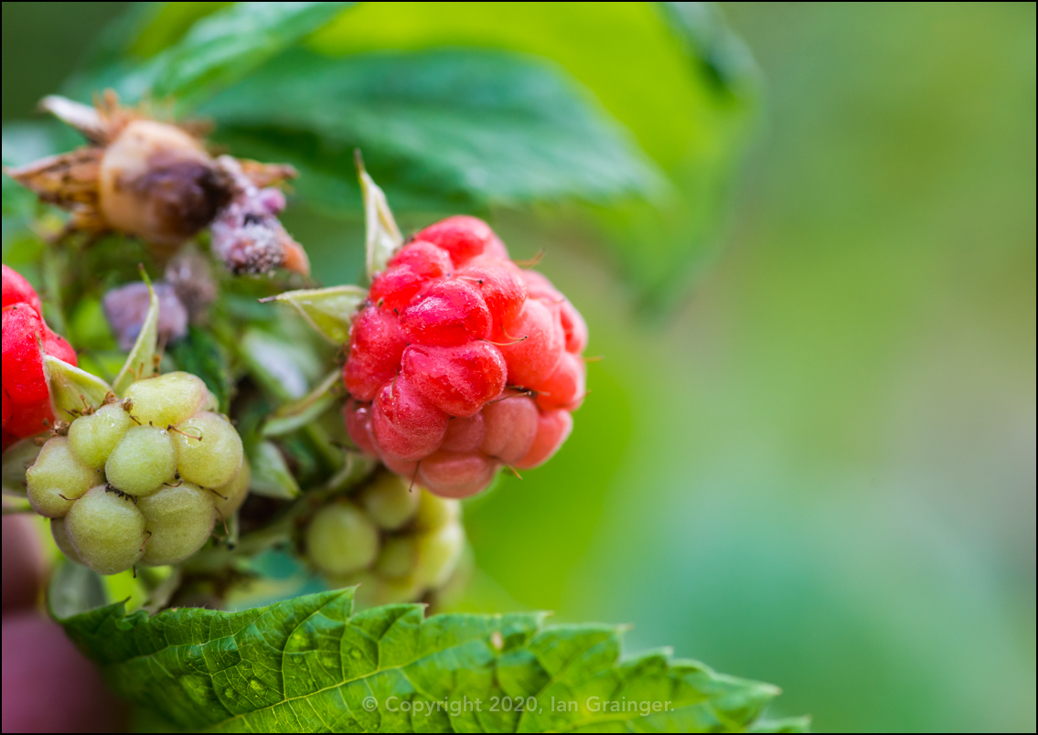 Late Raspberries