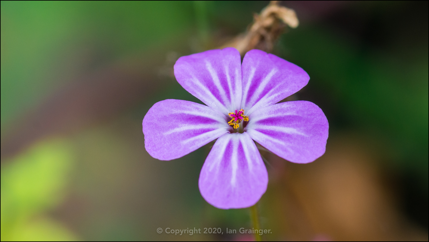 Herb Robert