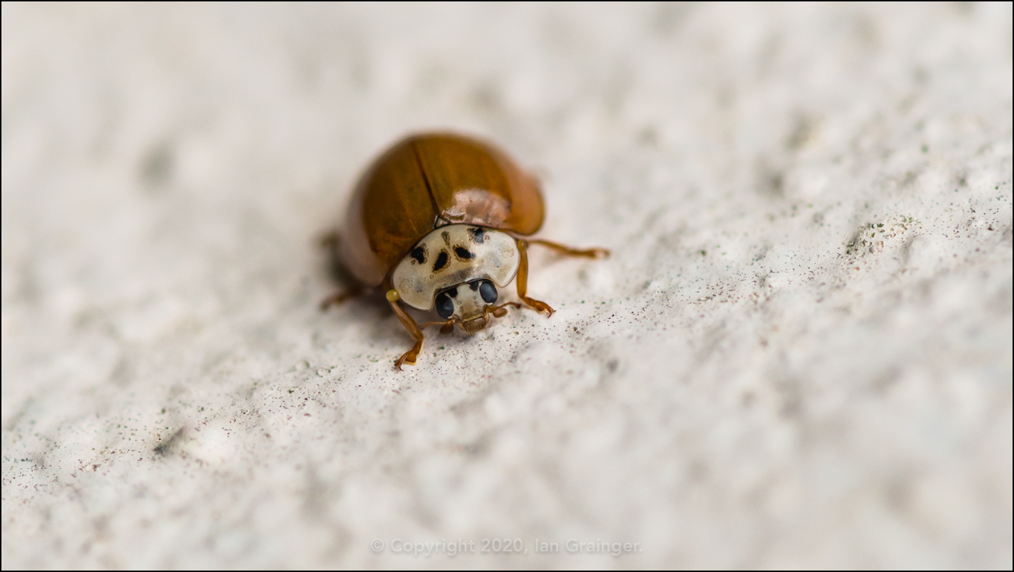 Late Ladybird