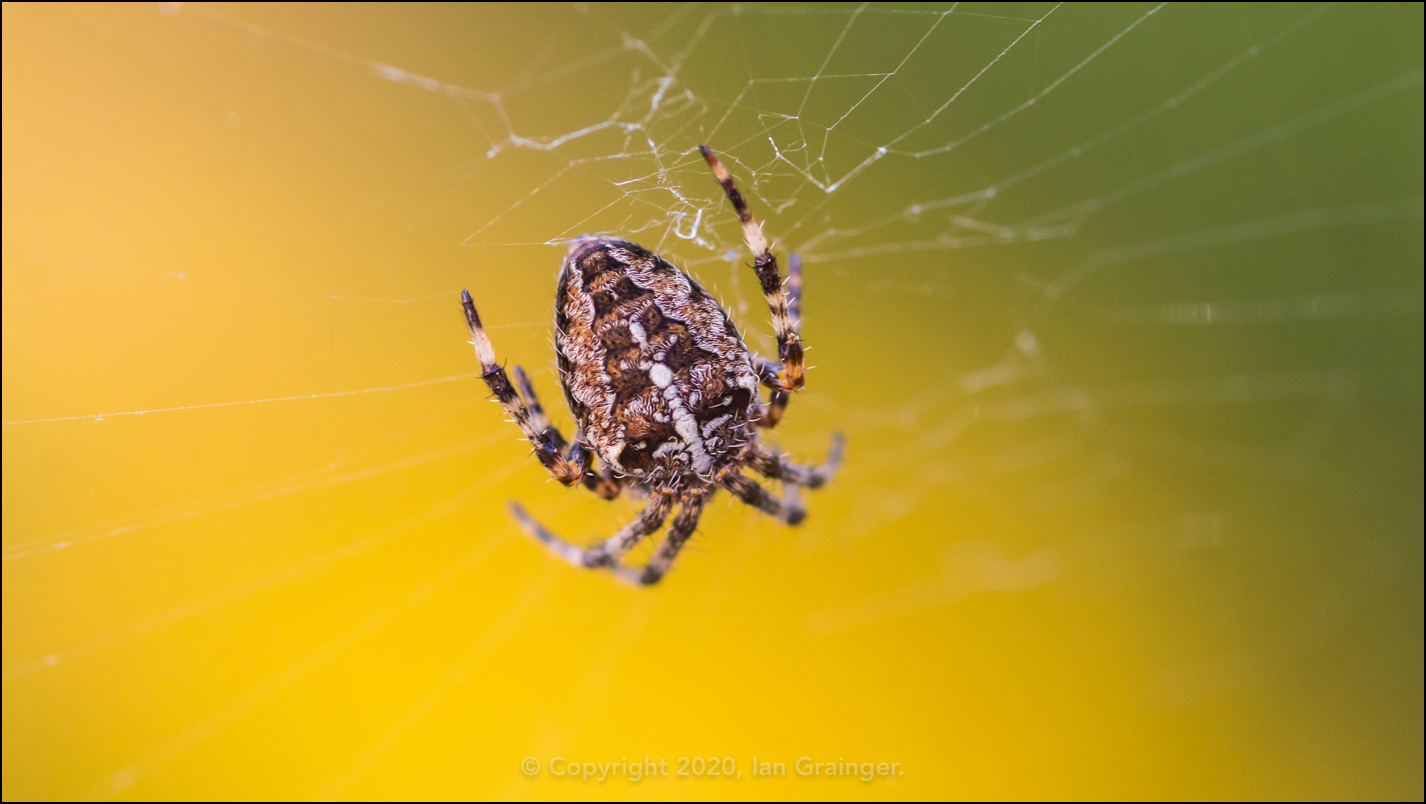 Cross Spider Detail