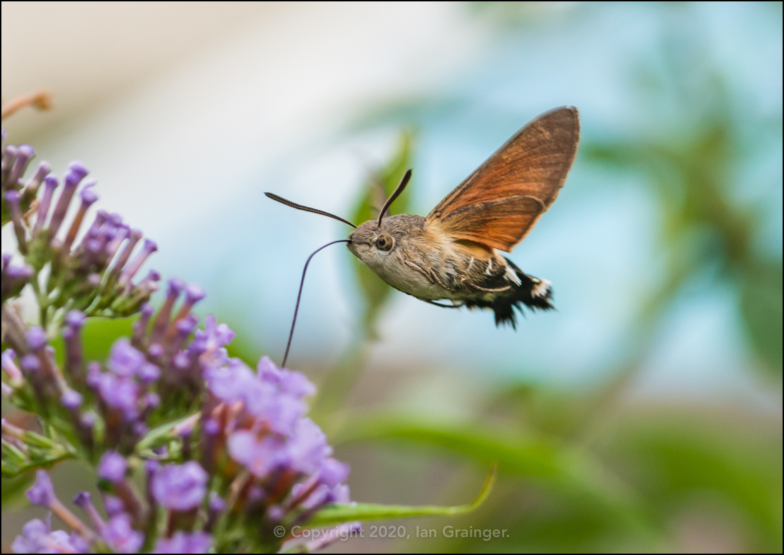 Hummingbird Hawk Moth