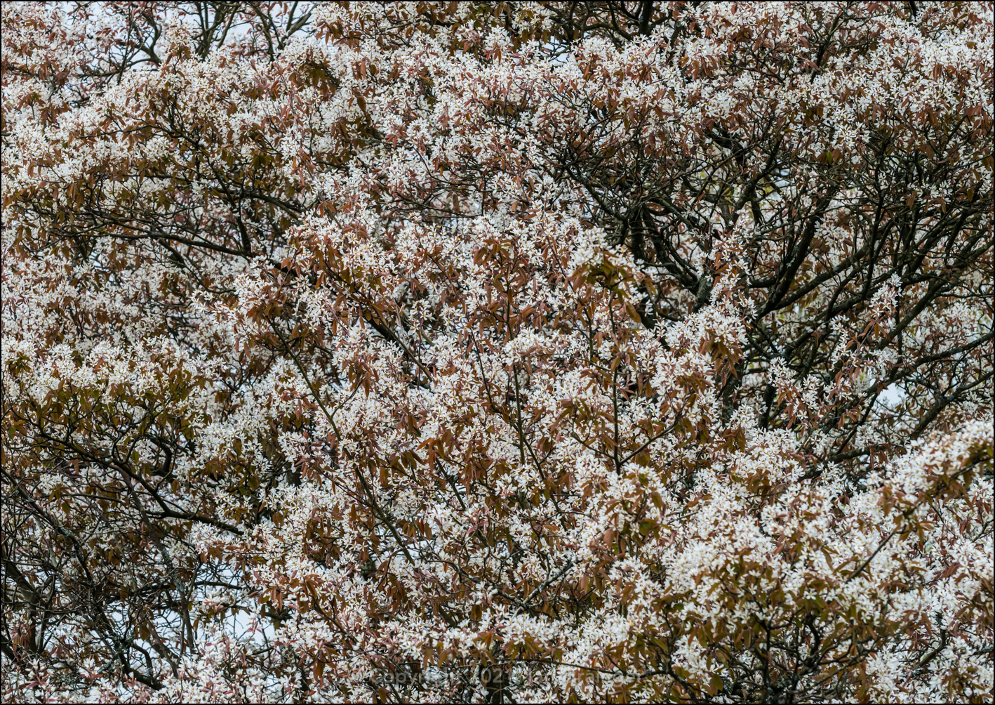 The Amelanchier Tree