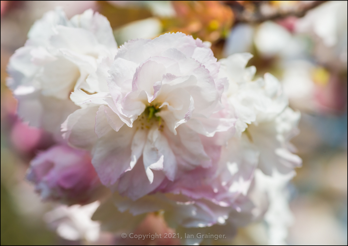 Cherry Tree Blossom