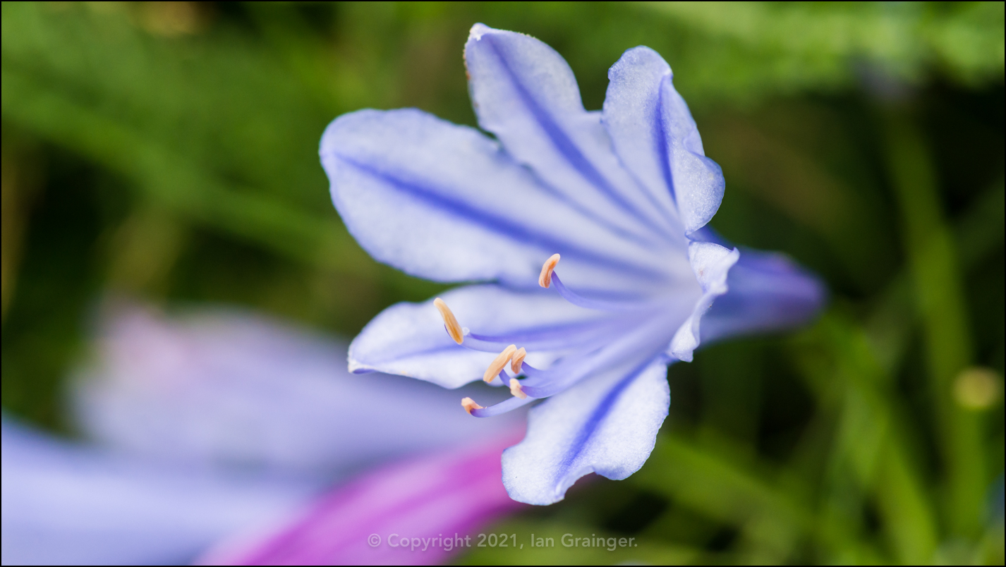 Agapanthus