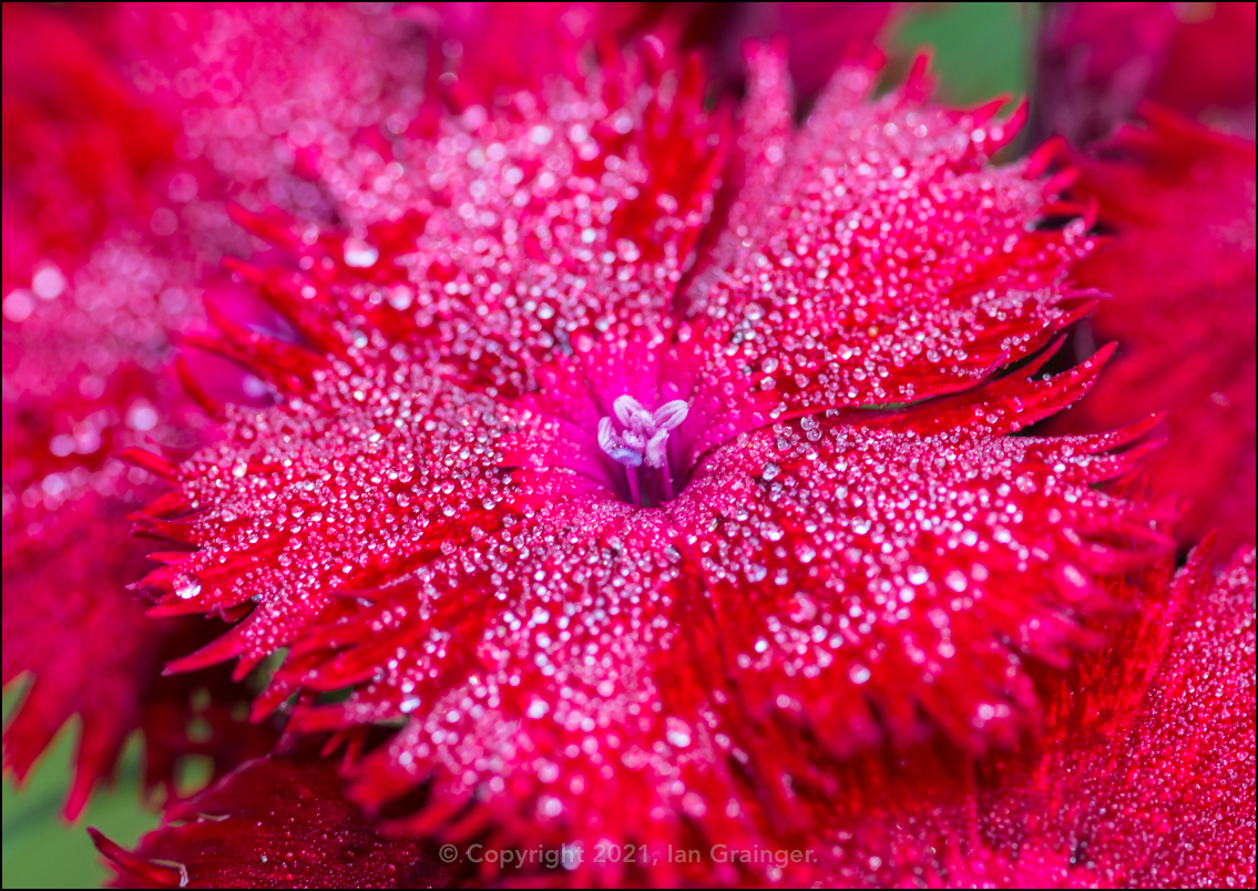 Dianthus Dewdrops