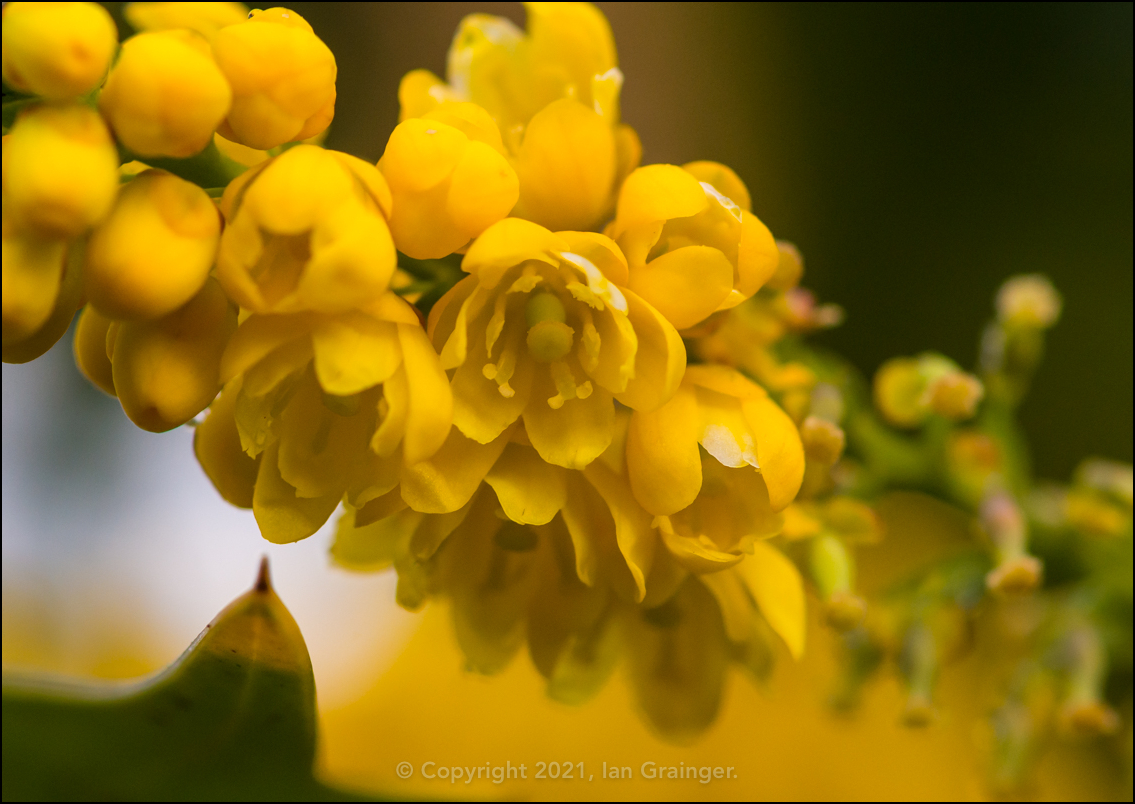 Mahonia Japonica Blossom