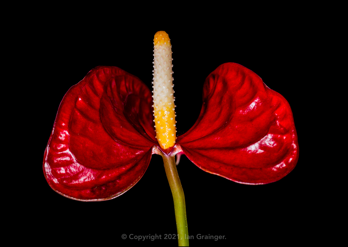 Anthurium