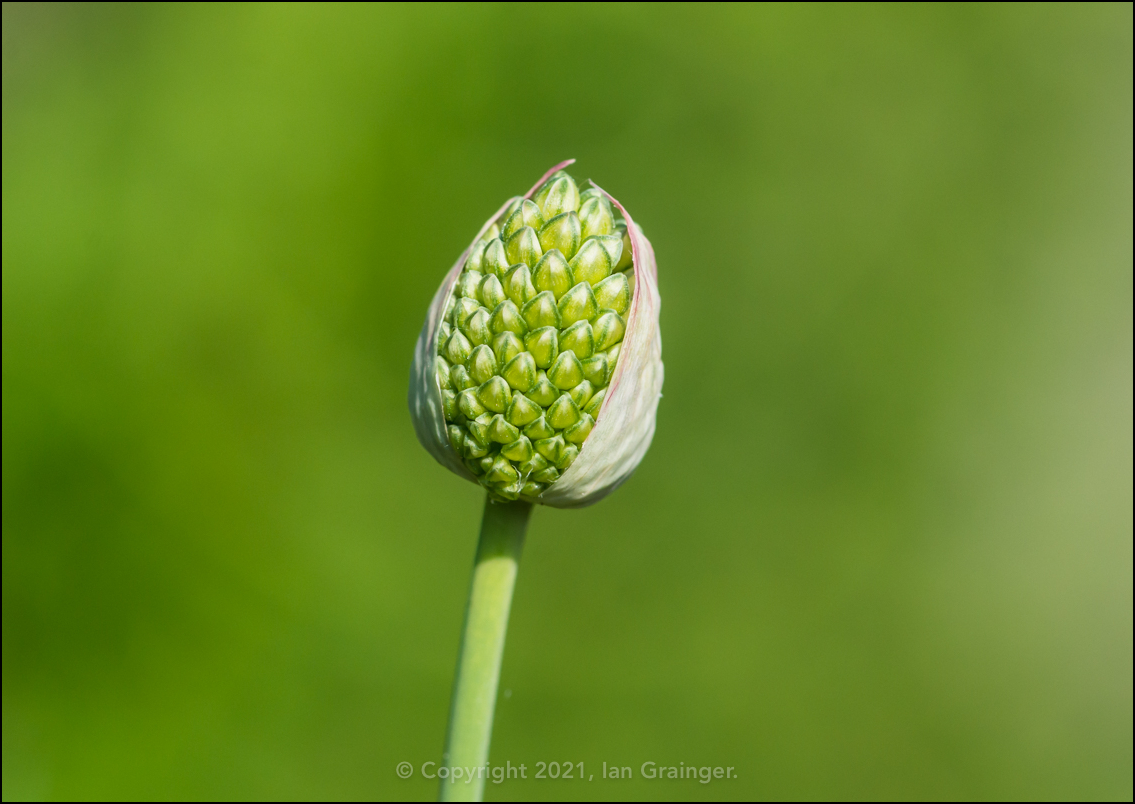 Budding Drumstick