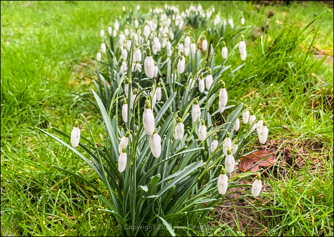 Snowdrops Forever