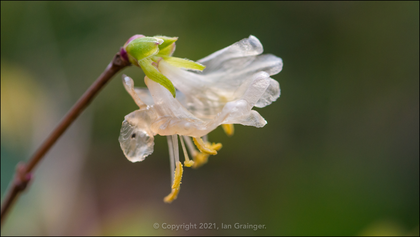 White Winter Honeysuckle