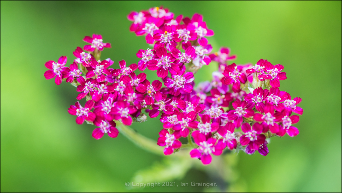 Achillea Cassis