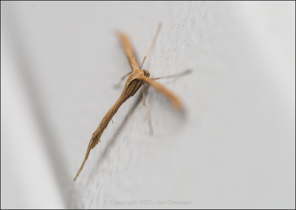 Common Plume Moth