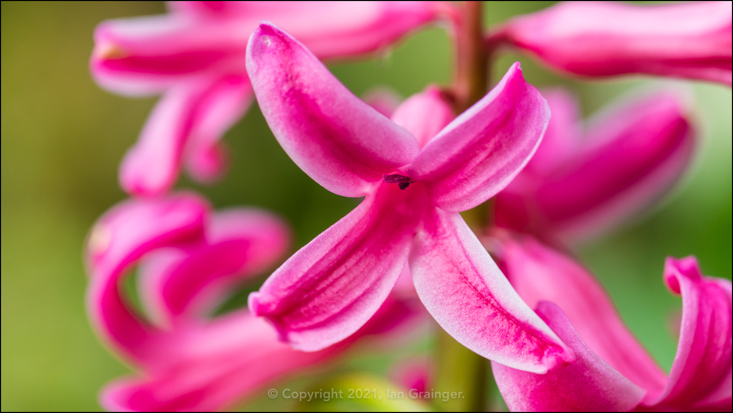 Pink Hyacinth