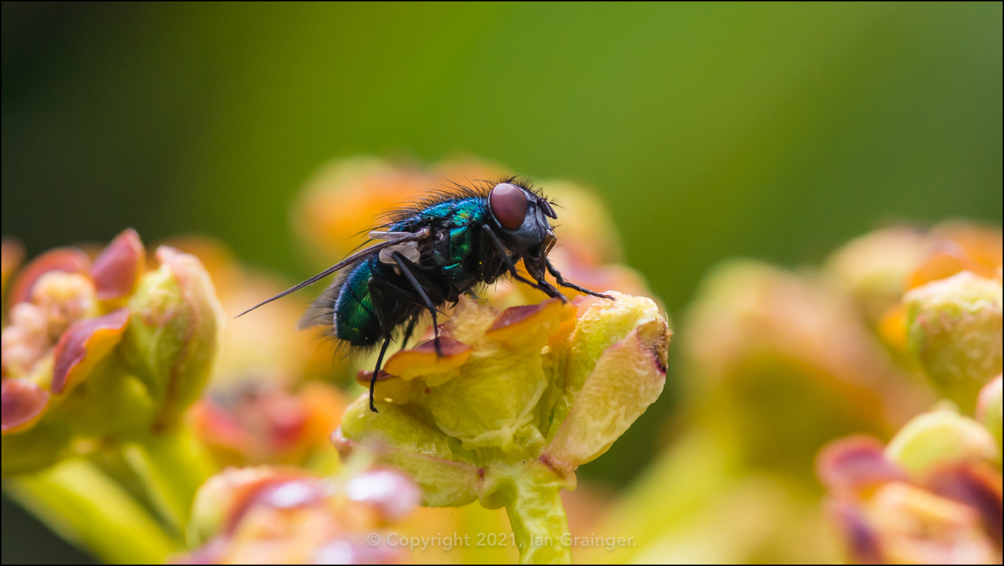 Honey Spurge Sucker