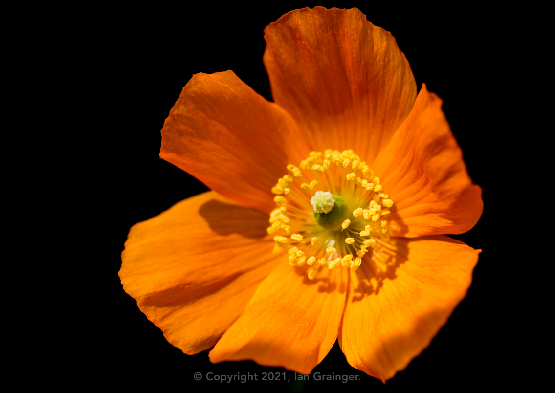 Welsh Poppy