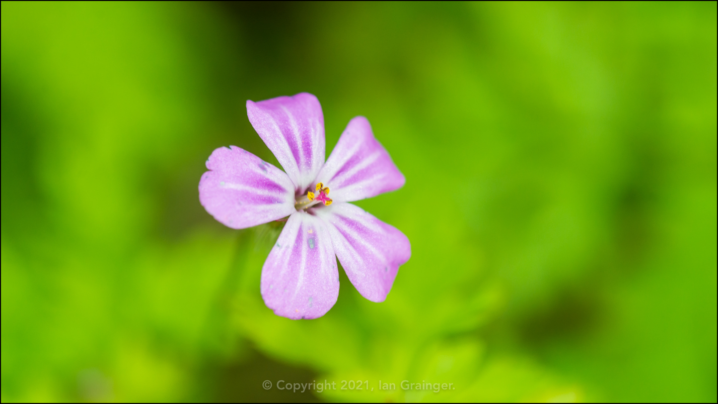 Herb Robert