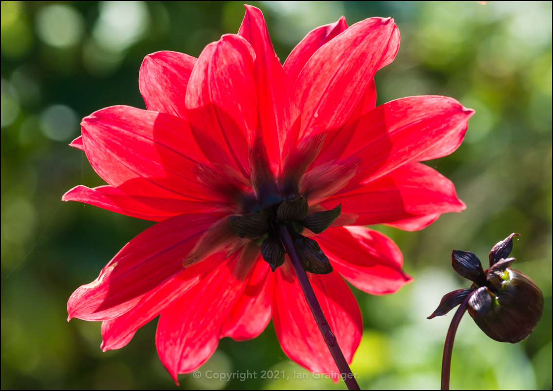 Rear View Dahlia