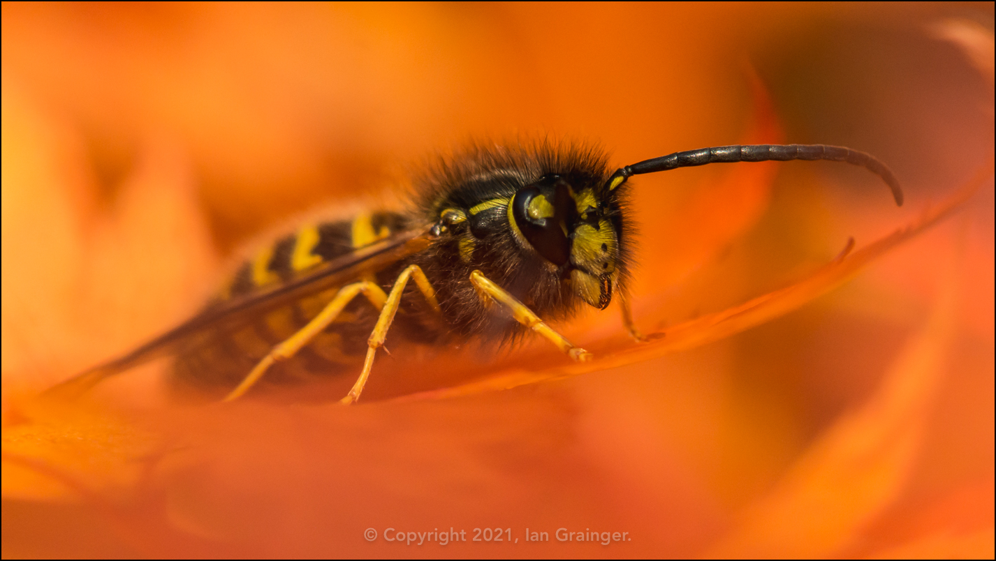 Common Wasp