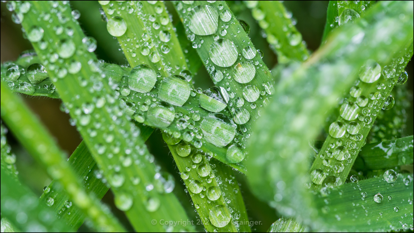 Blades of Raindrops