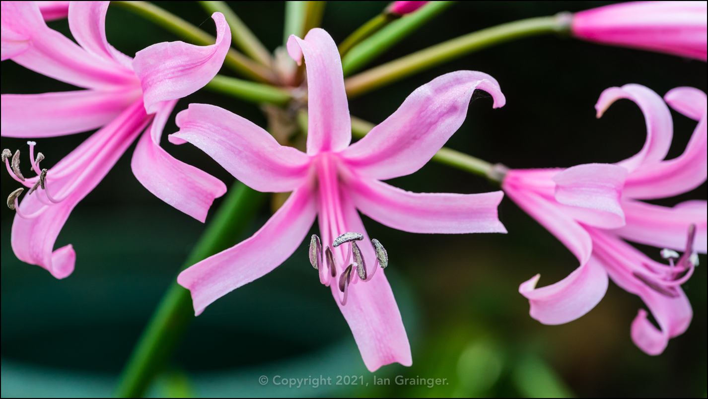 Nerine Explosion