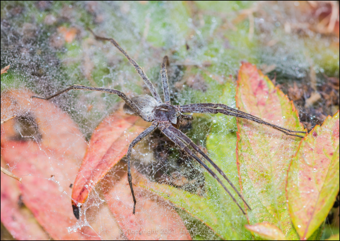 Nursery Spider