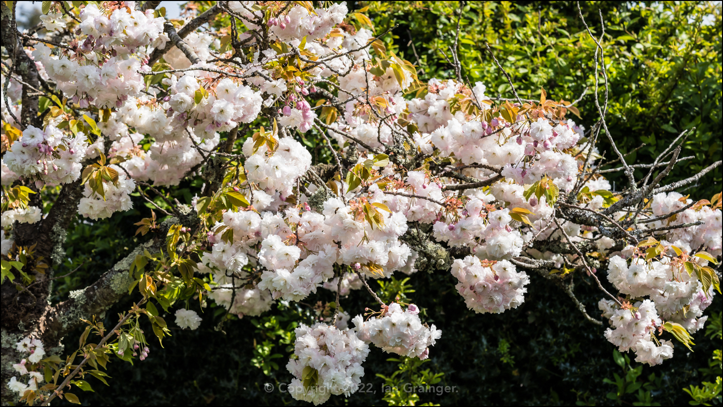 Cherry Blossom