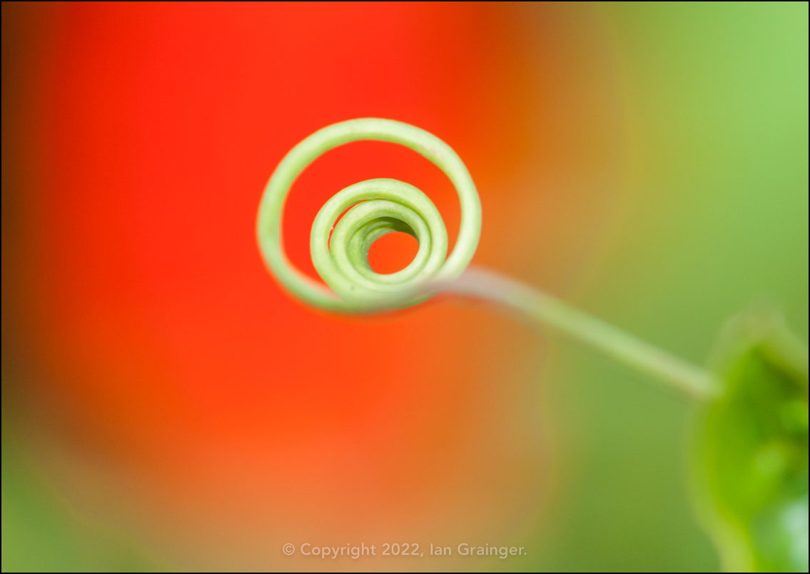 Tendril