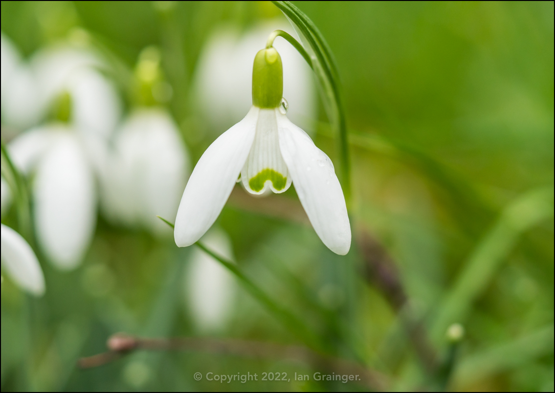 Snowdrop