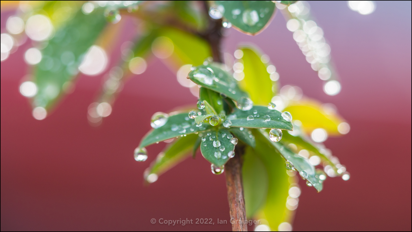 Raindrops