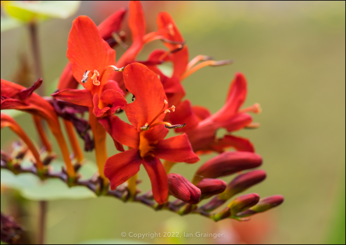 Crocosmia Lucifer