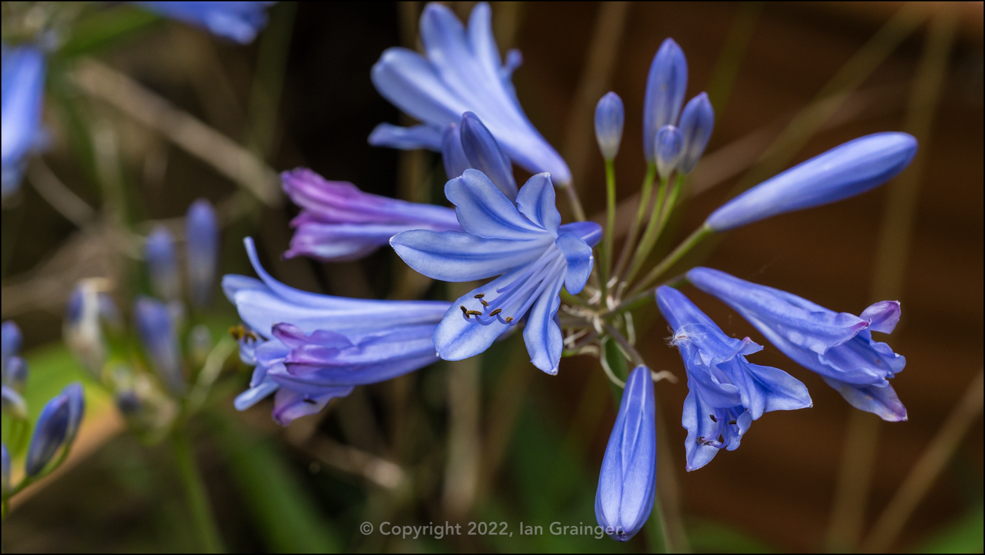 Agapanthus