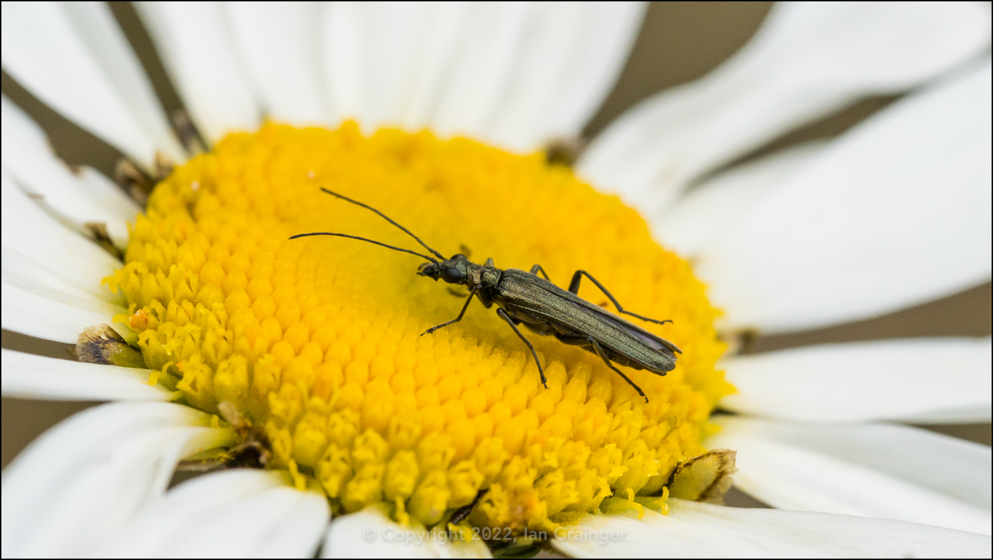 Thick Legged Flower Beetle