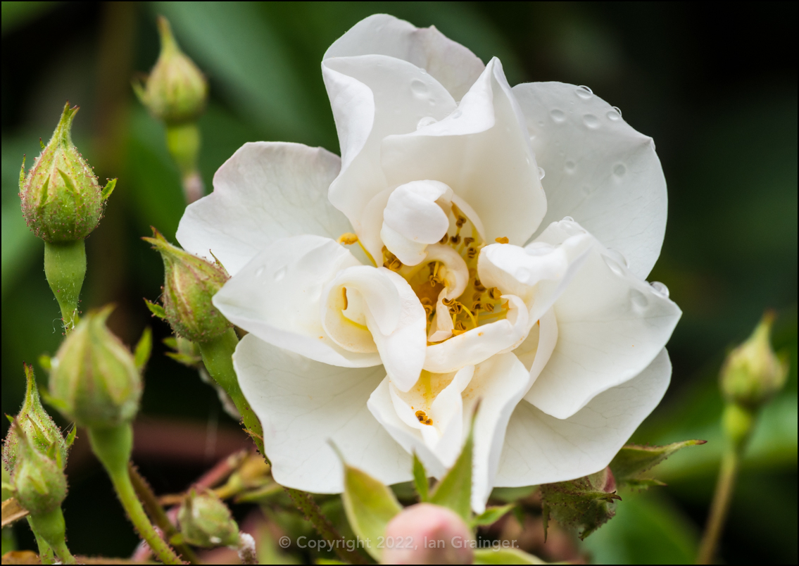 Blooming Dog Rose