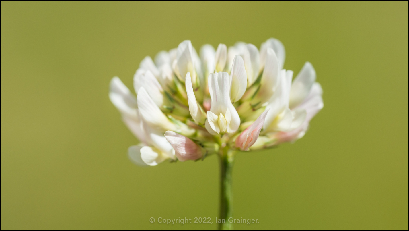 Blooming Clover