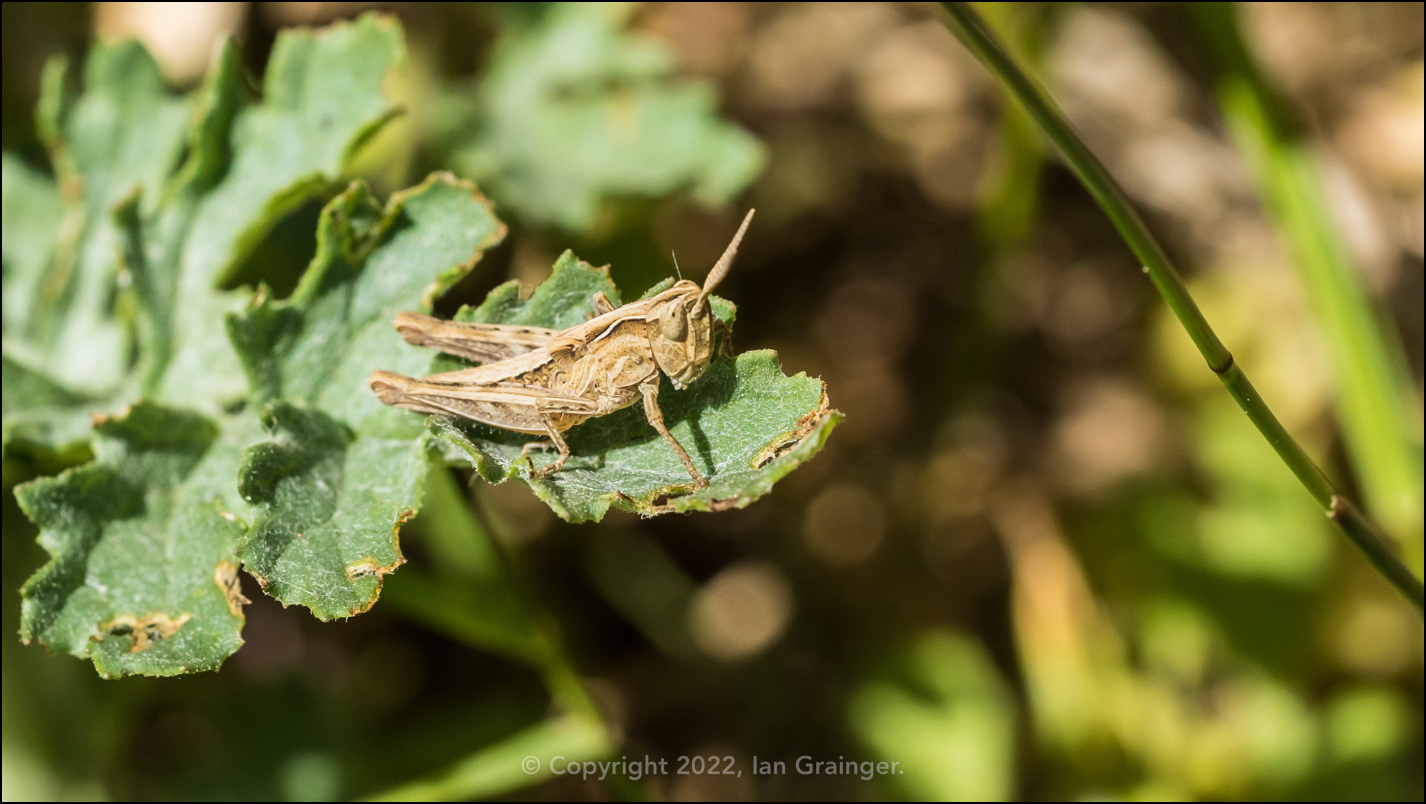 Field Grasshopper