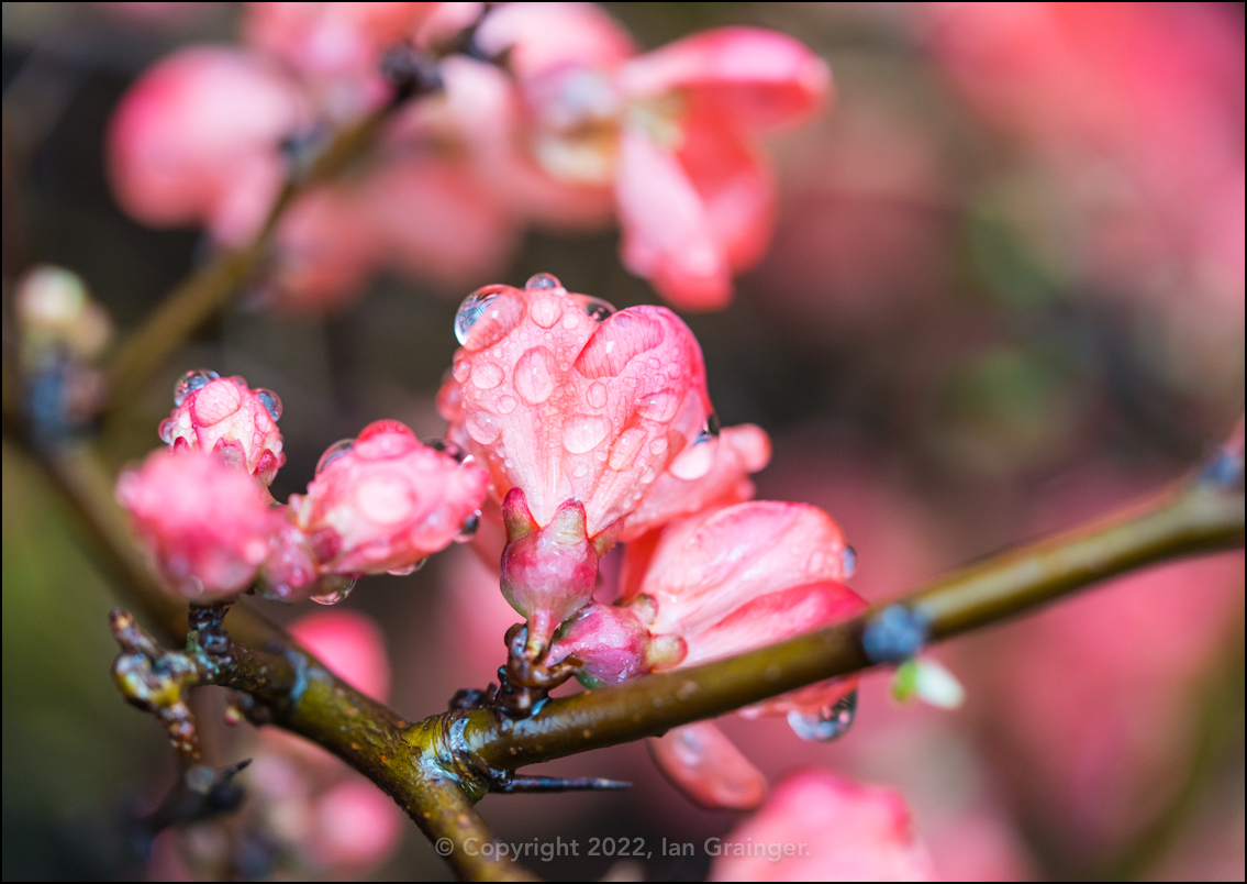 Wet Quince Blossom
