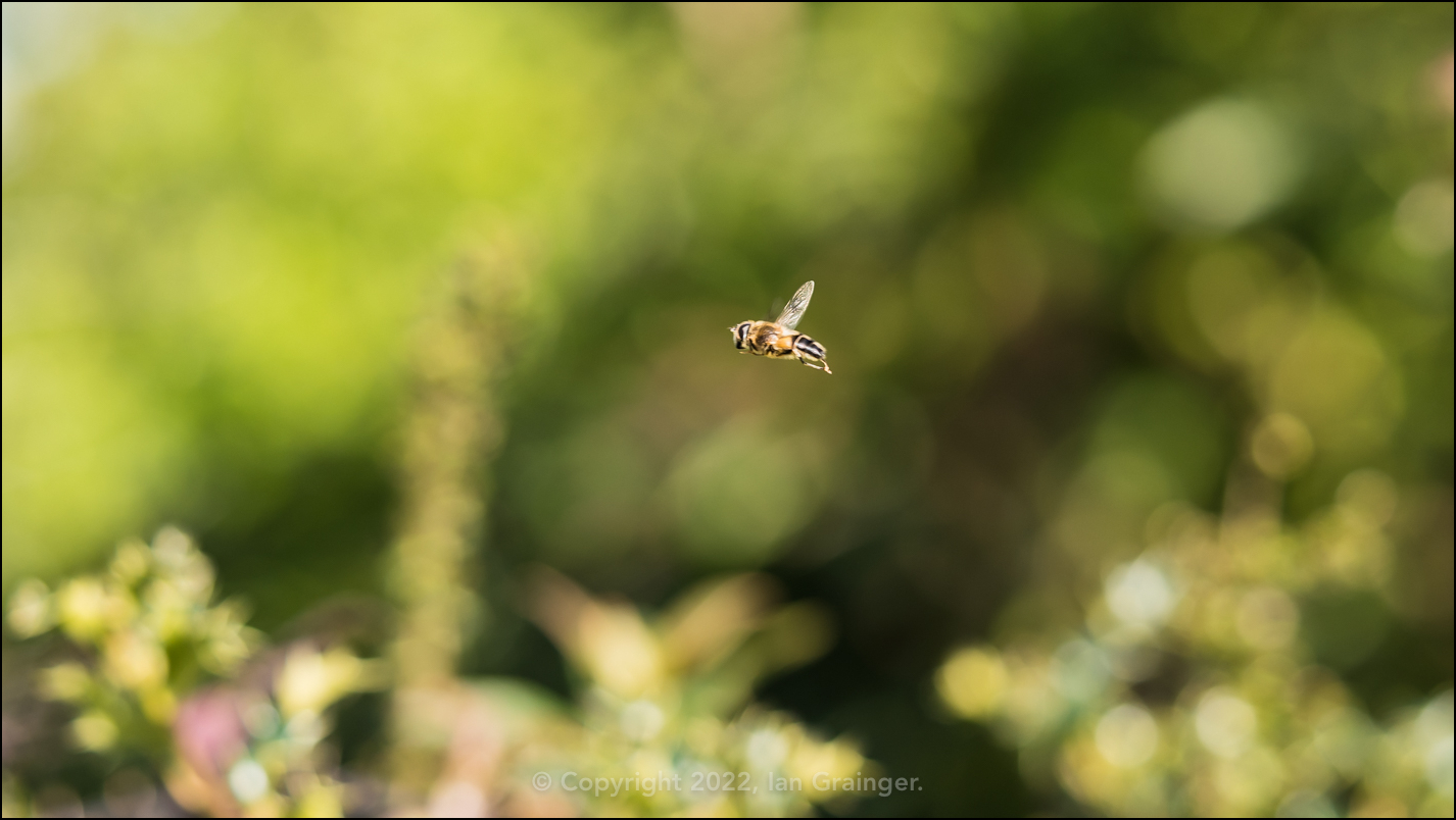 First Hoverfly