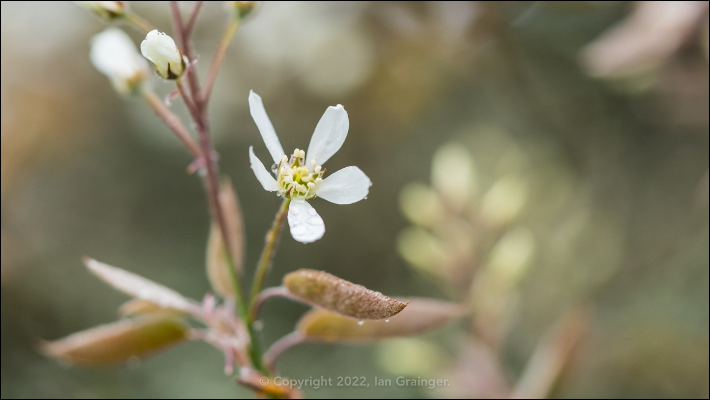 Amelanchier Blossom