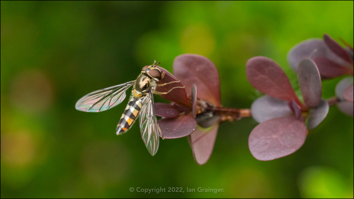 Resting Hoverfly