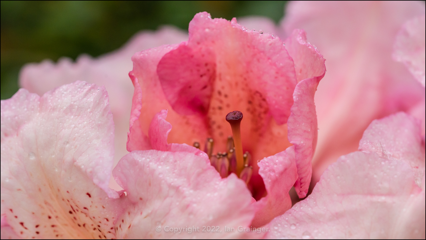 Blooming Rhododendron