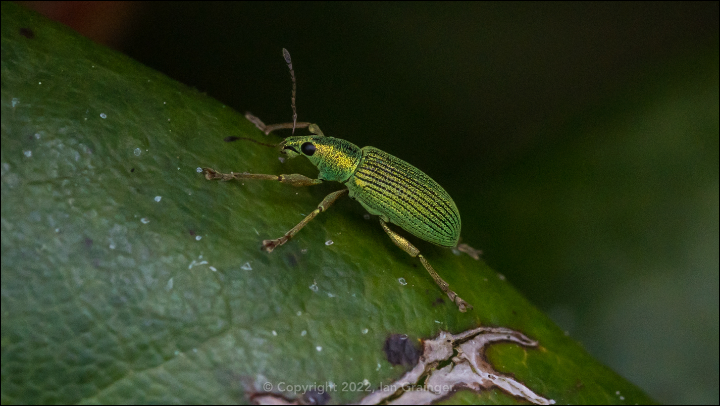 Weevil