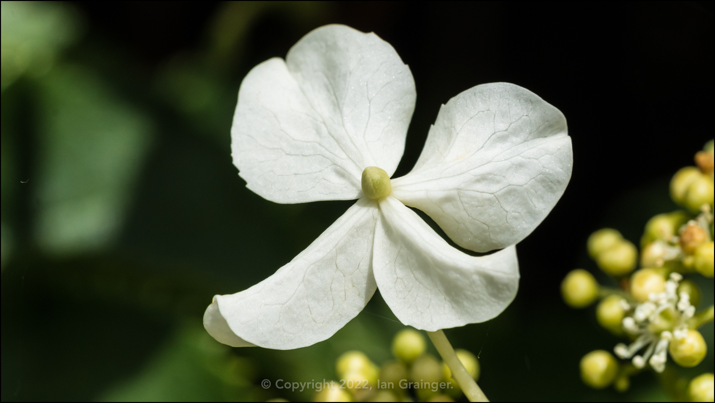 Climbing Hydrangea Bract